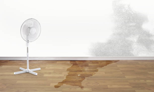 Best Local water damage restoration  in Lillington, NC